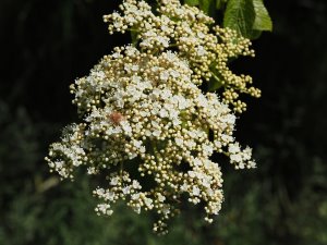 Viburnum wilsonii