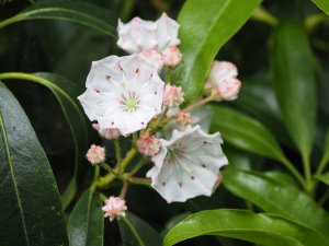 Kalmia latifolia ‘Snowdrift’