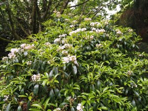 Kalmia latifolia ‘Snowdrift’