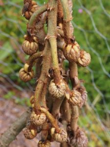 Brassaiopsis dumicola (KWJ12217)