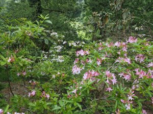Pink and white forms of Azalea viscosum