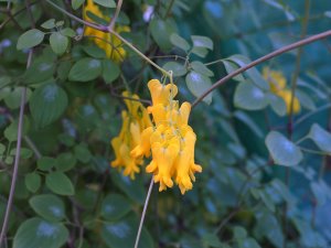 Dicentra scandens