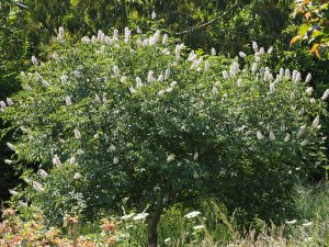 Aesculus californica