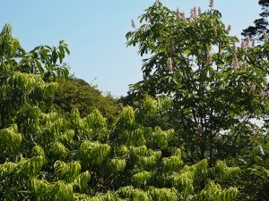 Podocarpus henkelii and Aesculus wilsonii