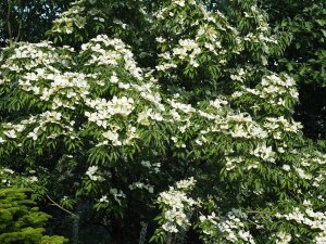 Cornus capitata