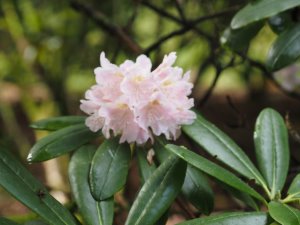 rhododendrons hybrids