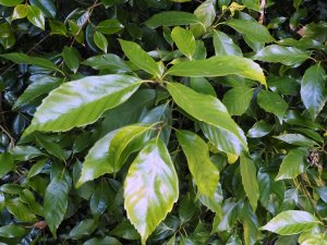 Quercus myrsinifolia