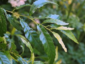 Quercus acutifolia