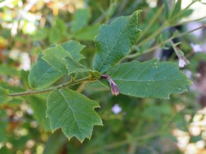 Quercus gregii