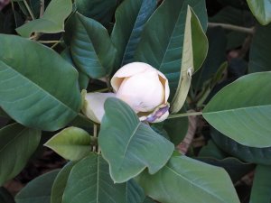 Magnolia delavayi