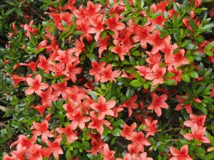 Azalea indica