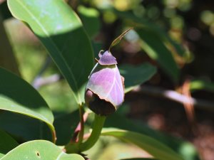 Magnolia sapaensis