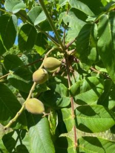 Juglans ailantifolia