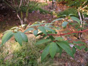 Lindera angustifolia (FMWJ 13156)