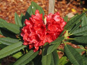 Rhododendron kyawii (AC 049)