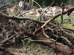 clearing the Pinus insignis