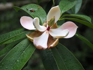 Magnolia/ Manglieta TH6438