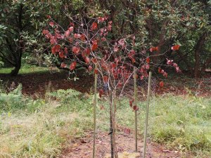 Uocodendron whartonii
