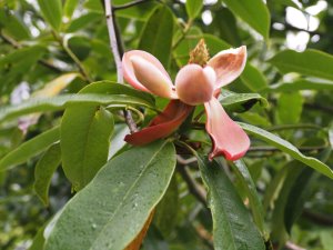 Magnolia crassifolia (MWJ 13163)
