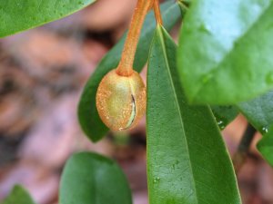 Magnolia/ Manglietia kwangtungensis/ moto