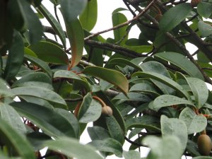 Magnolia/ Manglietia kwangtungensis/ moto