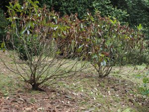 Dying 10-12 year old rhododendrons