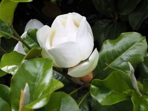 Magnolia grandiflora