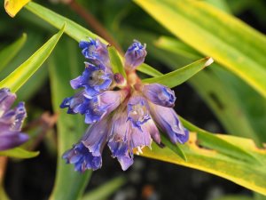 Gentiana dahurica