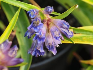 Gentiana dahurica