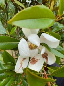 Magnolia grandiflora ‘Kay Parris’