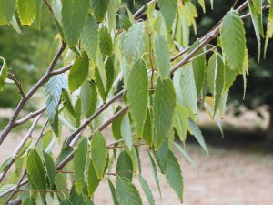 arpinus omeiensis omiense