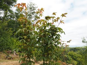 Acer forrestii