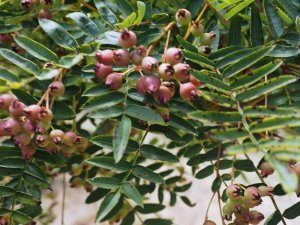 Sorbus gonggashanica