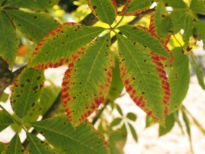 Aesculus x woerlitzensis