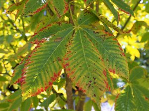 Aesculus x woerlitzensis