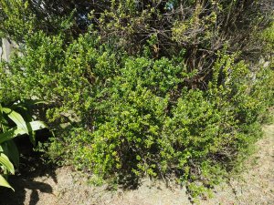 Myrtus communis ssp. tarentina