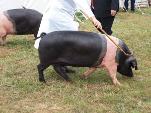 Pigs on parade