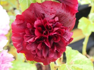 Alcea ‘Celebrities Carmine Rose’