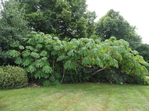 Tetrapanax papyrifer ‘Rex’