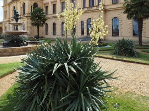 Agave and Yucca