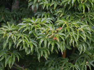 Acer palmatum ‘Crippsii’