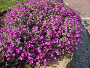 Geranium ‘Russell Prichard’