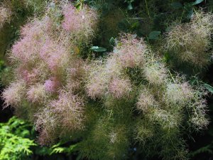 Cotinus coggygria