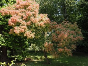 Cotinus coggygria