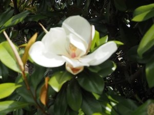 Magnolia grandiflora ‘Exmouth’