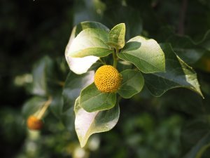 Podanthus ovalifolius