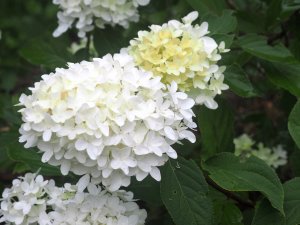 Hydrangea paniculata ‘Polar Bear’