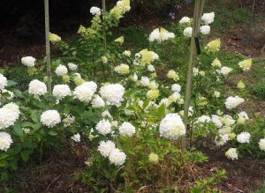 Hydrangea paniculata ‘Polar Bear’