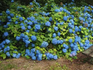 Our best blue hydrangea