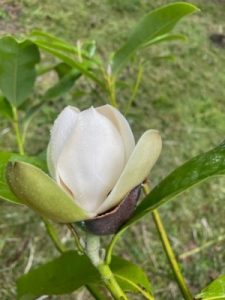 Mexican Magnolia tamaulipana